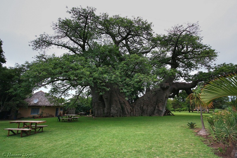 مقهى بداخل شجرة ضخمة عمرها أكثر من 6000 عام!!