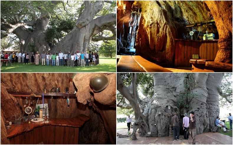 مقهى بداخل شجرة ضخمة عمرها أكثر من 6000 عام!!