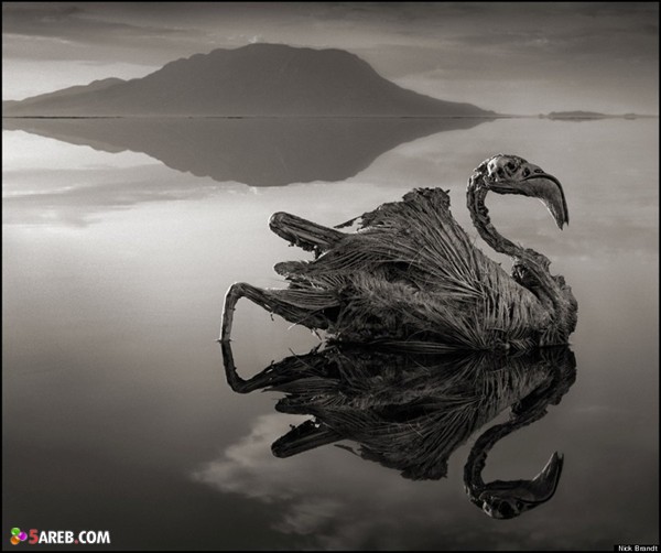 بحيرة تحول الحيوانات الى شيء يشبه التماثيل