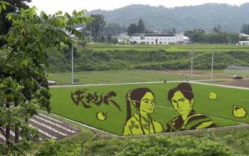 شاهد فنون زراعة الأرز في اليابان