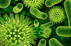 علماء يبتكرون بكتيريا لا تستطيع العيش بدون الإنسان